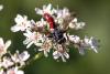 Cylindromyia bicolor
